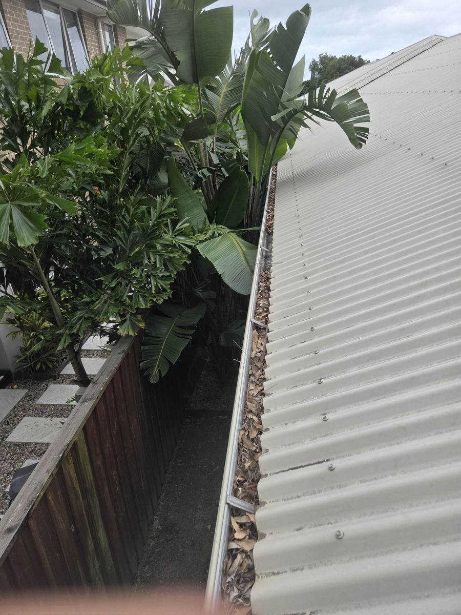 Gutter full of leaves, before cleaning